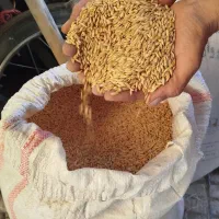 فروش جو بزری دیم به تضمین ،از زمین خودم