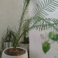 پتوس|گل و گیاه طبیعی|ری, دولت‌آباد|دیوار