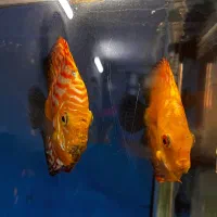 دیسکس|ماهی|نسیمشهر, |دیوار