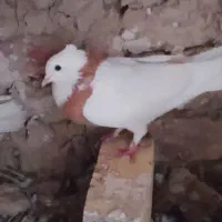 نر و ماده طوقی