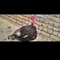 بوقلمون نر