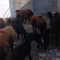 میش‌‌افشاری