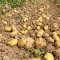 سیب‌زمینی کاملا محلی و بدون کود