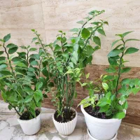 گل های پدیلانتوس سبز و ابلق