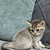 فروش گربه میکس بریتیش اسکاتیش