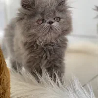 گربه پرشین سوپرفلت پسر ۳ ماهه