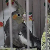 عروس هلندی|پرنده|نوشهر, |دیوار