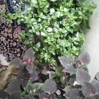 گل.|گل و گیاه طبیعی|ملایر, |دیوار