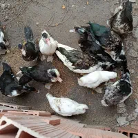 اسرائیلی درجه یک|حیوانات مزرعه|گمیشان, |دیوار