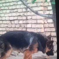 واگذاری سگ ژرمن