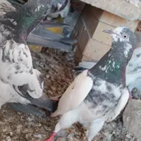 کبوتر پاکستانی