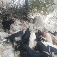 باسلام فروش 14 راس بزداشتی ابستن|حیوانات مزرعه|کازرون, |دیوار