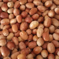 سنجد قندی و خرمایی