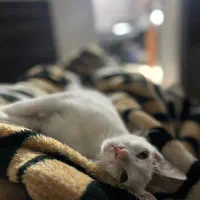 گربه سخنگو|گربه|گرگان, |دیوار