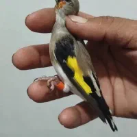 سهره نر.