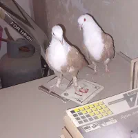 کله سفید کربلایی|پرنده|بومهن, |دیوار