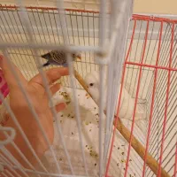 طوطی مرغ عشق جفت|پرنده|شاهین‌شهر, حافظ جنوبی|دیوار