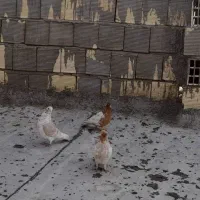 فروش ۳ عدد کبوتر