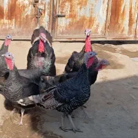 دو بوقلمون نر پنج بوقلمون ماده|حیوانات مزرعه|انزل, |دیوار