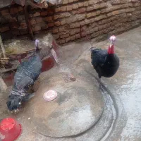 فروش پرنده وحیوان|حیوانات مزرعه|علیآباد کتول, |دیوار