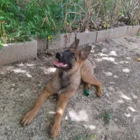 سگ مالینویز