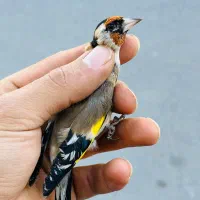 دوعدد سهره نر منطقه بستان اباد|پرنده|تبریز, |دیوار