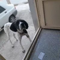 فروشی دنبلان پیدا میکنه ۱۰میلیون