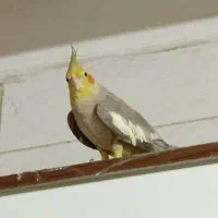 فروش سه عدد عروس هلندی