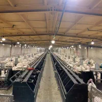 7هکتار پرورش مولد بوقلمون ورامین