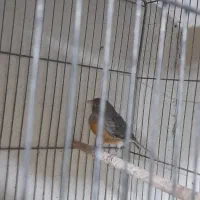 جوجه قناری نگرو سرخ|پرنده|داراب, |دیوار