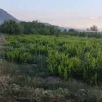 قطعه باغ به متراژ 2000 متر