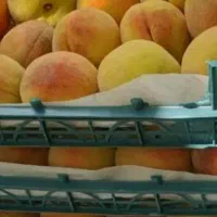 هلو ارگانیک مستقیم از باغ منطقه سرخاب