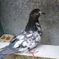 کبوتر گمشده . عکس نمایشی میباشد