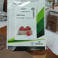 بذر گوجه سمینیس اصل|عمده‌فروشی|شیراز, بازار|دیوار