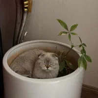 گربه اسکاتی کالر پوینت تبتی