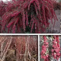 عرض‌نهال زرشک پلویی وعناب خرمایی از کشاورز