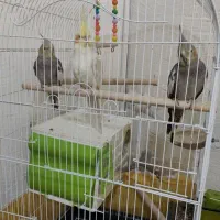 3 عدد عروس هلندی|پرنده|رباط‌کریم, مسکن مهر آبشناسان|دیوار