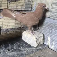 زرد ماده ۳ پری