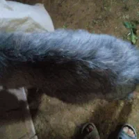 دو عدد بز|حیوانات مزرعه|گلی داغ, |دیوار