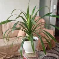 گل طبیعی پاندانوس یا برگ خنجری