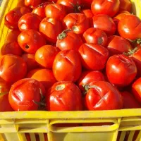 گوجه برای رب روبلوخ بامادور بهترین کیفیت