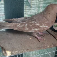 کبوتر تاب|پرنده|حمیدیه, |دیوار