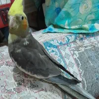 جزیره مینو|پرنده|خرمشهر, |دیوار