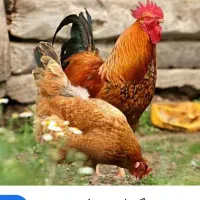 ۸مرغ تخمگذار با یک خروس دیلگونی بزرگ موجوده
