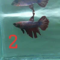 ماهی فایتر نر|ماهی|رفسنجان, |دیوار