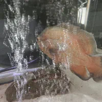 فروش ماهی اسکار باله بلند