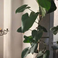 گیاهان آپارتمانی - فیلودندرون بالا رونده