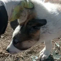 واگذاری توله پژدر نر