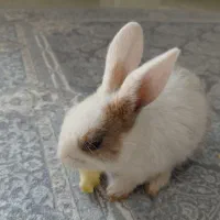 خرگوش