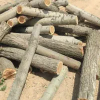 خریدار درخت